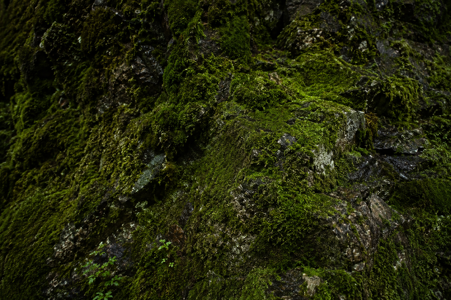 Moss background